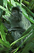 Photo ofSilvered Langur (Presbytis cristata). Photographer: 