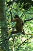 Proboscis monkey - juvenile