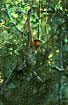 Proboscis Monkey - juvenile