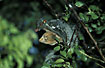 Foto af Flyvende Lemur (Cynocephalus variegatus). Fotograf: 