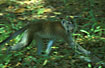 Running Long-tailed Macaque