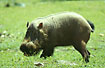 Photo ofBearded Pig (Sus barbatus). Photographer: 
