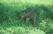 Abandoned Asian elephant young