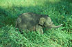 Abandoned Asian Elephant young