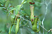 Foto af  (Nepenthes gracilis). Fotograf: 