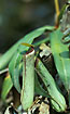 Photo of (Nepenthes albomarginata). Photographer: 