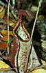 Foto af  (Nepenthes rafflesiana). Fotograf: 