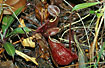 Photo of (Nepenthes rafflesiana). Photographer: 