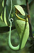 Foto af  (Nepenthes rafflesiana). Fotograf: 