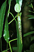 Foto af  (Nepenthes sp.). Fotograf: 