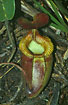 Foto af  (Nepenthes villosa). Fotograf: 