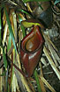 Foto af  (Nepenthes kinabaluensis). Fotograf: 