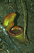 Photo of (Nepenthes rajah). Photographer: 