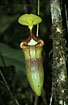 Photo of (Nepenthes x harryana = N. edwardsiana x N. villosa). Photographer: 
