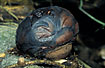 Photo of (Rafflesia tuan-mudae). Photographer: 