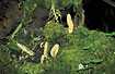 Tropical fungus