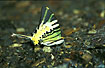 Photo ofFivebar Swordtail (Pathysa antiphates). Photographer: 