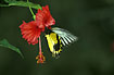 Birdwing sucking nectar on hibiscus