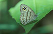 Foto af  (Ypthima fasciata). Fotograf: 