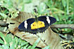 The national butterfly of Malaysia