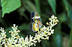 Photo ofMalay Lacewing (Cethosia hypsea). Photographer: 