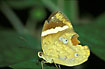 The butterfly Xanthotaenia busiris - worn individual