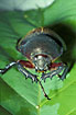 Photo ofThree-Horned Beetle (Chalcosoma atlas). Photographer: 