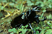 Rhinocerus beetle with fly on the head