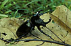 Rhinocerus beetle
