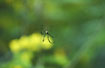 Spider of the genus Nephila