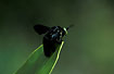 Big dark fly