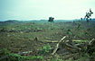 Cut-down and burned rainforest