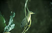 Photo ofBlack-crowned Night Heron (Nycticorax nycticorax). Photographer: 