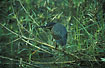 Photo ofStriated Heron (Butorides striatus). Photographer: 