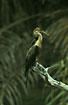 Photo ofAfrican Darter (Anhinga rufa). Photographer: 