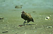 Vulture on the beache - juvenile