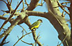 Photo ofSengal Parrot (Poicephalus senegalus). Photographer: 