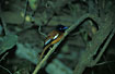 African x Red-bellied Paradise Flycatcher male