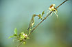 Photo ofBeatiful Sunbird (Nectarinia pulchella). Photographer: 