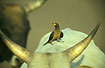 Yellow-Billed Oxpecker on domestic cattle