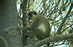 Green Vervet Monkey
