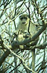 Photo ofGreen Vervet Monkey (Cercopithecus aethiops). Photographer: 
