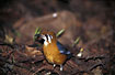 Photo ofOrange-Headed Thrush (Zoothera citrina cyanotus). Photographer: 