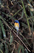 Photo ofTickells Blue Flyctacher (Cyornis tickelliae). Photographer: 