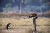 Black Kite eating a young crow while an adult watches