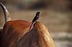Photo ofBlack Drongo  (Dicrurus macrocercus). Photographer: 
