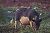 Pig looking for food (feral pig or domestic pig)