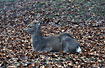 Young Sika Deer rests on fallen leaves