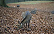 Sika Deer (female) looking for food (captive animal)