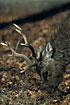Photo ofSika Deer (Cervus nippon). Photographer: 